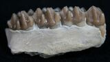 Oligocene Ruminant (Leptomeryx) Jaw Section #10574-2